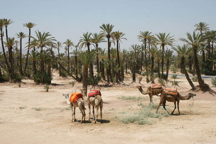 Kameler, som de kalder dem - det ligner nu mere en dromedar - i Palmeraie (palme skoven) i udkanten af Marrakech. De venter kun på, at nogle turister vil have en tur.