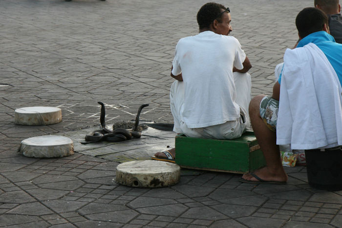 Nogle af slangerne og slangetæmmerne på plads Djemaa el Fna. Slangetæmmerne måtte daske til slangerne for at få dem til at rejse sig - de gad ikke i den varme. (De fastede måske også?) 