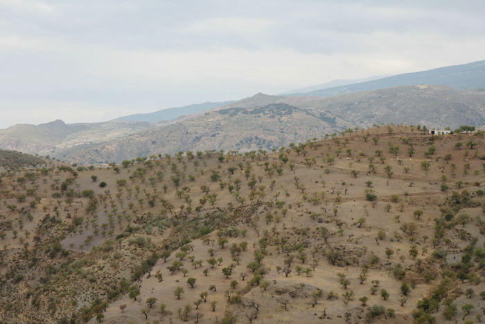 Fra vores tur i Sierra Nevada bjergene. På sydsiden er de fleste bjergsider dækket af mandeltræer - her må være rigtig flot, når de blomstrer i det tidlige forår.