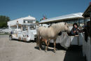 Fra Les-Saintes-Maries-de-la-Mer tog vi en tur ud i Camargue med det lille turisttog. Vi gjorde bl.a. stop på en gård, hvor de havde en del grå heste, som er karakteristiske for Camargue området.