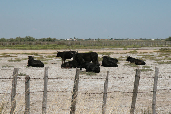 Der var store flokke af tyre, som bliver brugt til tyrefægtning. Her i Camargue området er det tyren, der er helten, og den bliver ikke dræbt.