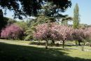 Selv om vi kun var lige først i april måned, stod træer og buske i fuldt flor i Roms største park: Parco Della Villa Borghese.