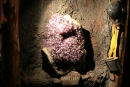 I det lille minemuseum i Porto Azzurro var der udstillet nogle af de mange mineraler, der findes i Elba’s undergrund. Her er det nogle flotte ametyster. 