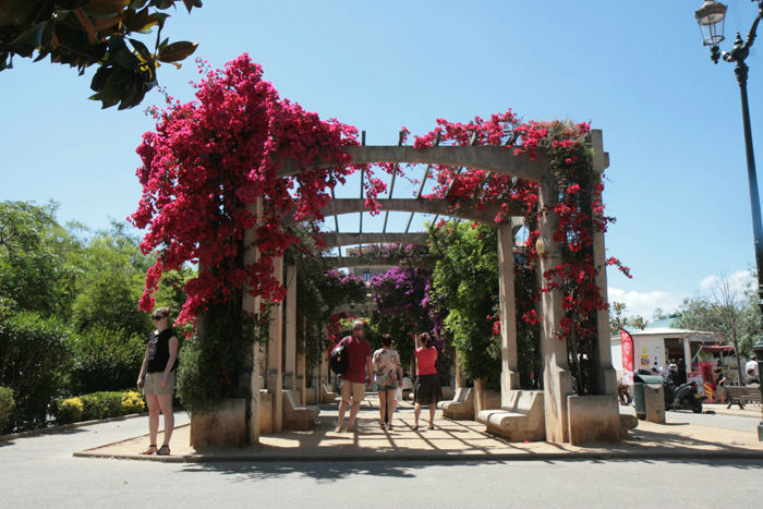 Bougainvilleaen stod i fuldt flor da vi besøgte Korsika, et rigtig flot syn. Her et parti fra Place de Gaulle i Ajaccio.