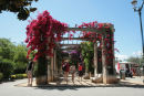 Bougainvilleaen stod i fuldt flor da vi besøgte Korsika, et rigtig flot syn. Her et parti fra Place de Gaulle i Ajaccio.