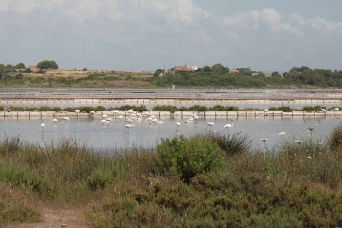 Saline di Carloforte på Isola di San Pietro. Store flokke af flamingoer gik og ledte efter føde i de lavvandede bassiner, hvor man udvinder salt. 