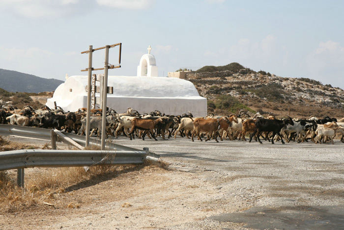 Det er ikke kun bilerne, der benytter vejene på Ios. Vi mødte en stor flok geder, så vi måtte holde ind til siden, indtil de var passeret.