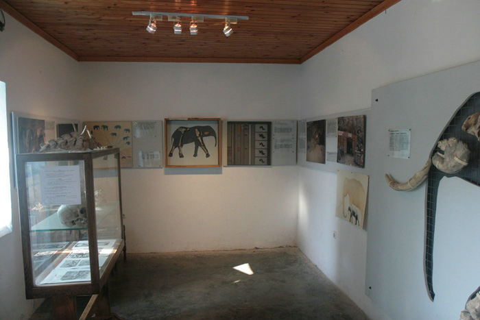 Tilos er kendt for dværgelefanter. Der er fundet flere skeletter i bjerghuler rundt på øen. De er udstillet i et lille museum i Megalo Chorio på Tilos. 