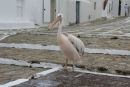 Mykonos’ maskot Petros II, er en pelikan, der vandrer frit rundt i Mykonos by. Den oprindelige maskot – Petros, døde for nogle år siden; men de har fået en ny.  