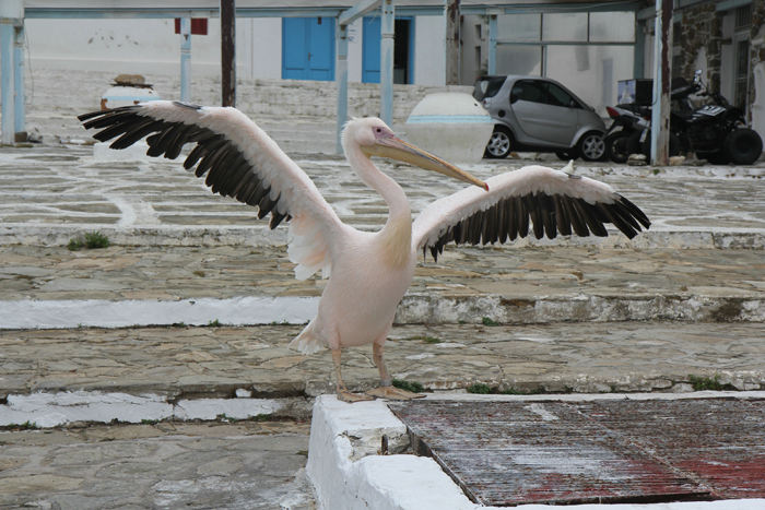 Maskotten Petros II fra Mykonos lader sig gerne fotografere. Så snart den ser, at man tager kameraet for at tage et billede, stiller den sig op og spreder vingerne ud.   
