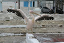 Maskotten Petros II fra Mykonos lader sig gerne fotografere. Så snart den ser, at man tager kameraet for at tage et billede, stiller den sig op og spreder vingerne ud.   