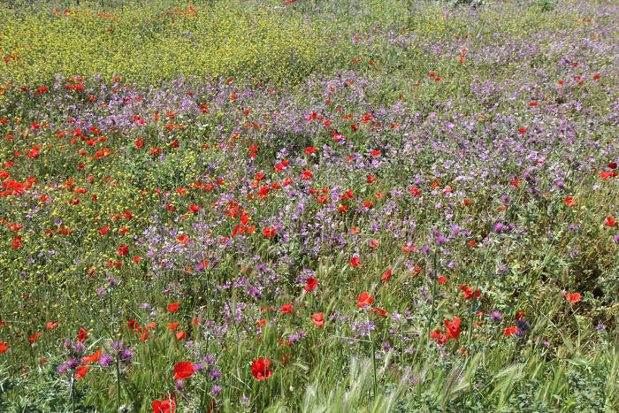 Der var nogle fantastisk flotte grøftekanter og marker fyldt med blomster, da vi besøgte Tinos i maj måned. Kommer man i efteråret, er alt tørret ud og svedet af. 