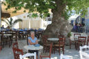 Skipperinden under det 145 år gamle platantræ på platia i Pirgos. Her var dejlig skygge og svalt.  