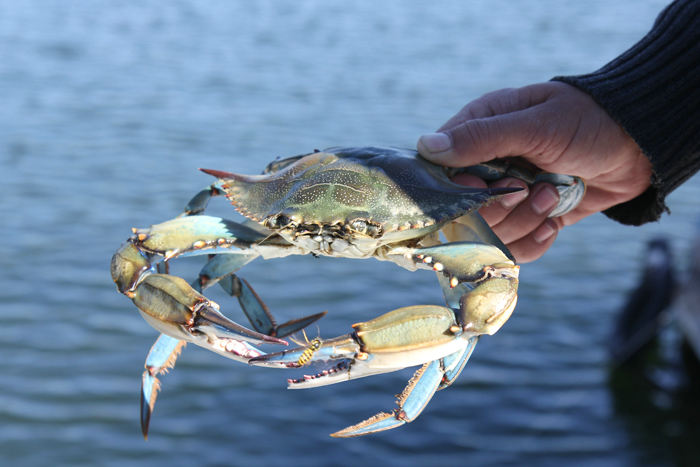 De specielle blå krabber, som de fanger i deltaet til Dalyan floden, og som skulle være en delikatesse. 
