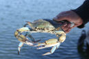 De specielle blå krabber, som de fanger i deltaet til Dalyan floden, og som skulle være en delikatesse. 