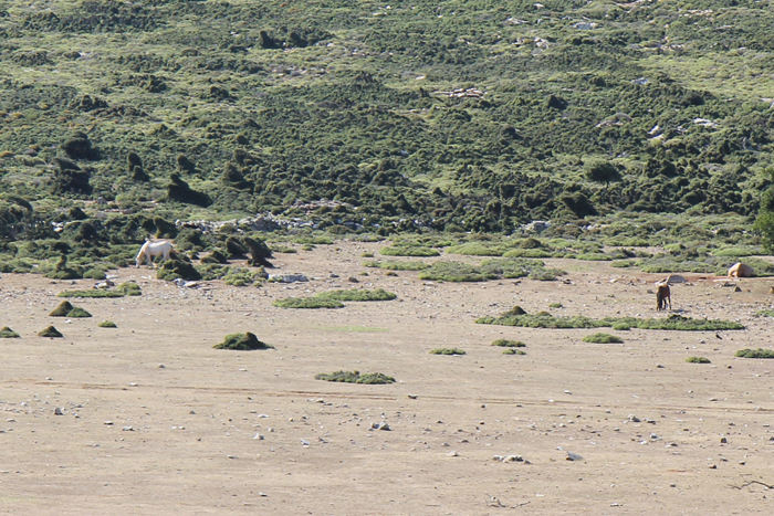 Der er en helt speciel hesterace på Skyros, små ponyer. De går vildt på den sydlige del af Skyros. 