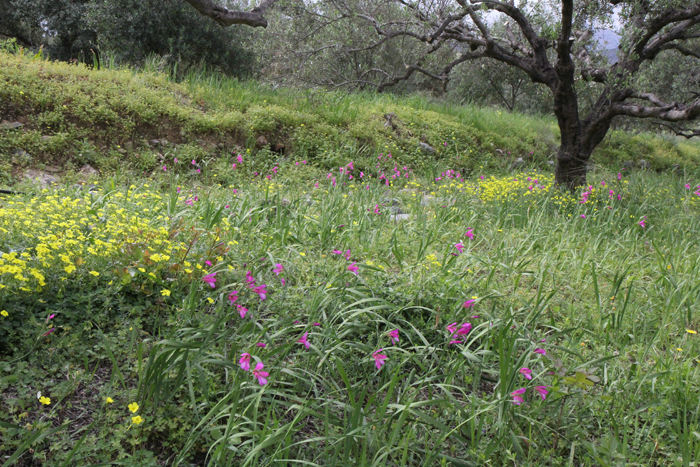 De vilde blomster står i fuldt flor i april måned på Kreta. Her en flot vejkant.