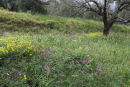 De vilde blomster står i fuldt flor i april måned på Kreta. Her en flot vejkant.