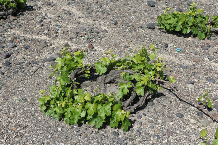 Der dyrkes en hel del vin på Santorini. Man fletter en kurv af de gamle vinranker, og inde i kurven lægger man de nye skud med vindrueklaserne, så de er beskyttet mod vinden.