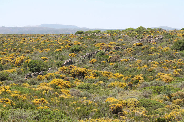 Bevoksningen på Kithira var noget anderledes end det, vi har set på de andre græske øer. Kithira er vist nr. 54 i rækken af græske øer, vi har besøgt.