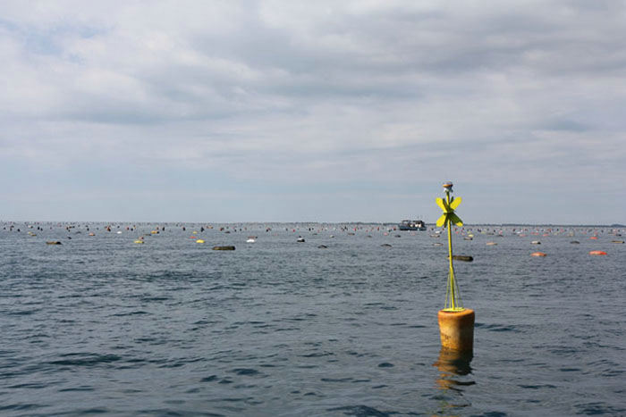Italiens østkyst er fyldt med marinefarme, som man kalder dem. Det er store områder, hvor der opdrættes muslinger. Her en stor farm lige uden for Monfalcone. 