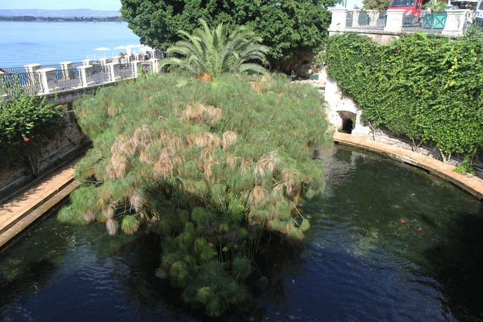 Fontana Aretusa i Siracusa. En ferskvandssø, der ligge tæt på havet. Planterne i søen er papyrus.  