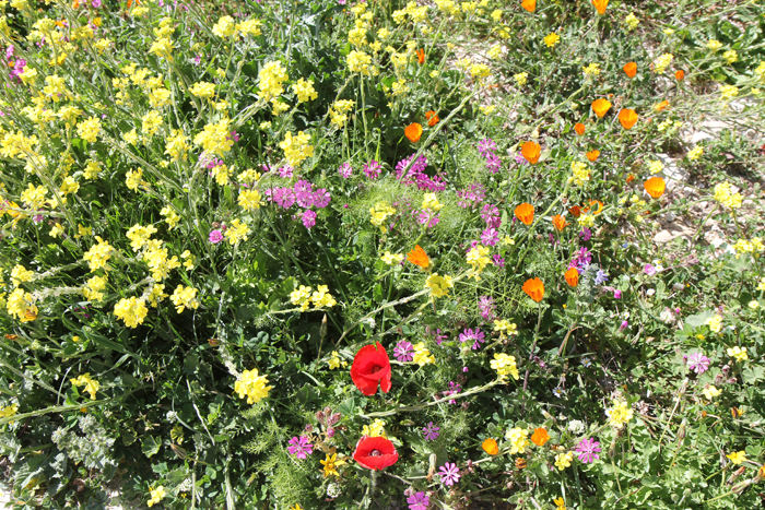 Blomsterne i vejgrøfterne og på de uopdyrkede arealer i Erice var imponerende. Da vi var her i efteråret, var alt svedet af.