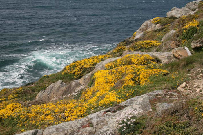Klipperne i nærbillede: Det er fantastisk med alle farverne og blomsterne i dette landskab - at det er muligt ved det barske Atlanterhav.