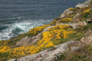 Klipperne i nærbillede: Det er fantastisk med alle farverne og blomsterne i dette landskab - at det er muligt ved det barske Atlanterhav.