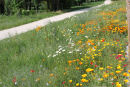 De skriver meget om deres vejgrøfter i turistbrochuren fra Valence. Jeg tror nu ikke, at det kun er vilde blomster; de har vist sået lidt sommerblomster oven i.  

