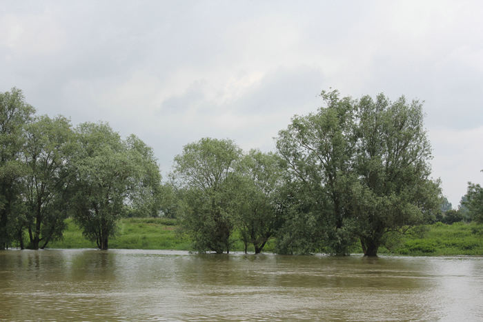 På grund af det kraftige regnvejr vi havde, da vi sejlede på Saône, var vandet steget ca. 2 meter.
Træerne langs flodbredden står normalt et stykke oppe ad brinken; de stod nu omgivet af vand. 
