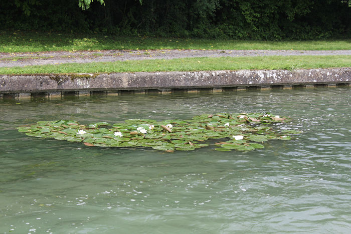 Der var forskellige begroninger i kanalen. Det varierede meget fra sluse til sluse. Før slusen La Chaussée-sur-Marne (Pk 15,1) var det hvide åkander.