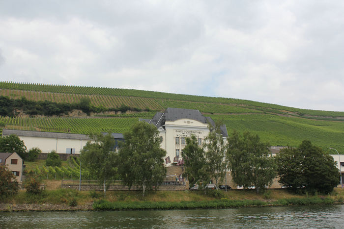 Wormeldange i Luxembourg. Et af de mange vin kooperatives, der ligger langs Moselfloden, omgivet af vinmarker, så langt øjet rækker.