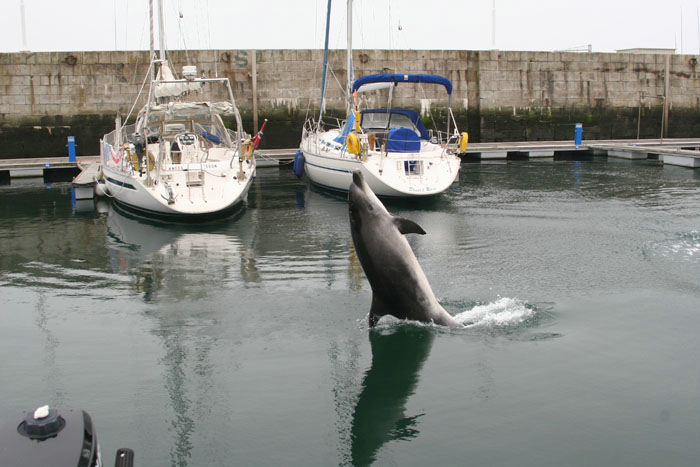 Dagen før vi ankom til Lexiõs marina, var der kommet en delfin på besøg og den kom jævnligt, mens vi var der. Her giver den opvisning inde mellem broerne.  (Foto Jakob)