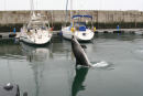 Dagen før vi ankom til Lexiõs marina, var der kommet en delfin på besøg og den kom jævnligt, mens vi var der. Her giver den opvisning inde mellem broerne.  (Foto Jakob)