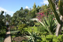 Et parti fra Jardim Botânic i Funchal. En flot botanisk have med et kæmpe udvalg af blomster, palmer og ikke mindst kaktusser. 
