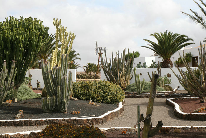 Endnu et parti fra kaktushaven på frilandsmuseet i Antigua på Fuerteventura. 