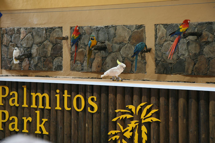 Et billede fra papegøje-showet i Palmitos Park på Grand Canaria. Det var de utroligste ting, de kunne få papegøjerne til at lave. Her løber en papegøje på rulleskøjter.  