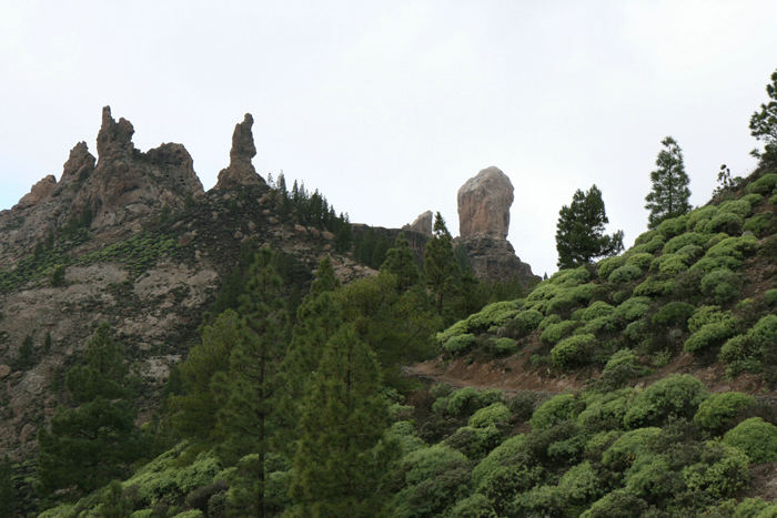 Roque Nublo set fra vejen, der fører op til plateauet, hvor den 80 m høje klippe står. Der var meget frodigt - og koldt! 