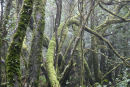På La Gomera finder man Vesteuropas eneste mediterrane urskov. Den er lavet til nationalpark – Garajonay. De kalder den også for regnskoven på La Gomera, da der er meget fugtigt. 