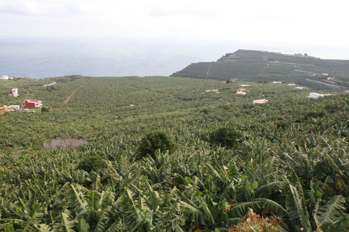 På turen rundt på La Palma kørte vi gennem enorme bananplantager. Her nogle af plantagerne i nærheden af Barlovento på nordkysten.
