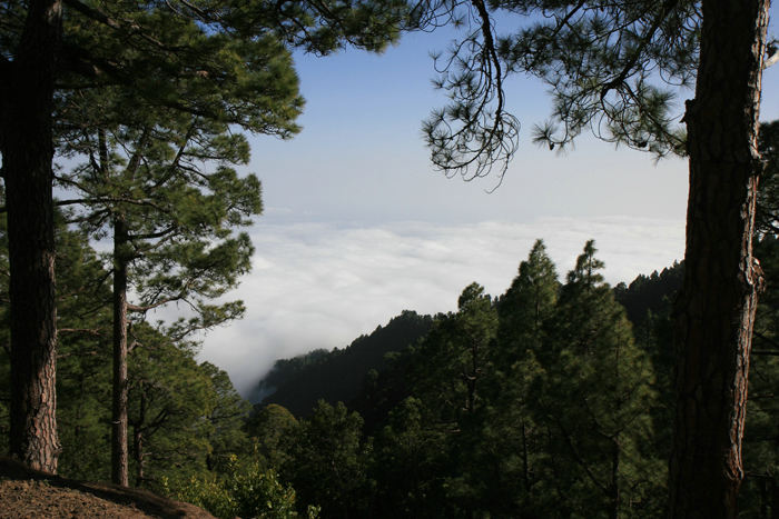Santa Cruz de La Palma lå ofte dækket af skyer. Når vi kørte op i bjergene eller ned til byen, kørte man igennem skyerne, nøjagtigt, som når man er oppe at flyve.