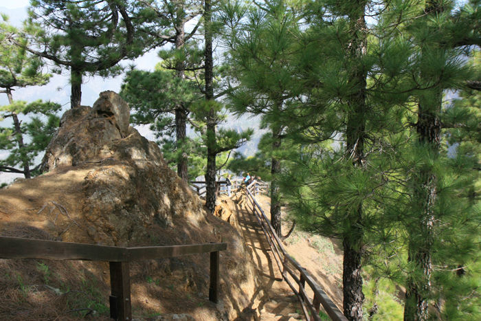 Mirador de Las Chazas, et udsigtspunkt hvorfra der var en fantastisk udsigt ned over krateret af vulkanen Taburiente. Krateret er dækket af fyrreskov.  