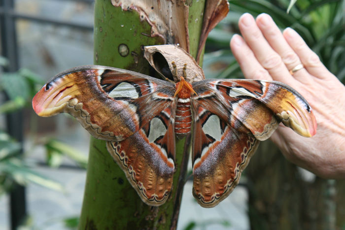I Icod de los Vinos på Tenerife besøgte vi, foruden det gamle drageblodstræ, et sommerfugle zoo. Her ses kæmpe sommerfuglen – Attacus atlas. Læg mærke til Inge Lises hånd. 