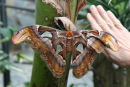 I Icod de los Vinos på Tenerife besøgte vi, foruden det gamle drageblodstræ, et sommerfugle zoo. Her ses kæmpe sommerfuglen – Attacus atlas. Læg mærke til Inge Lises hånd. 