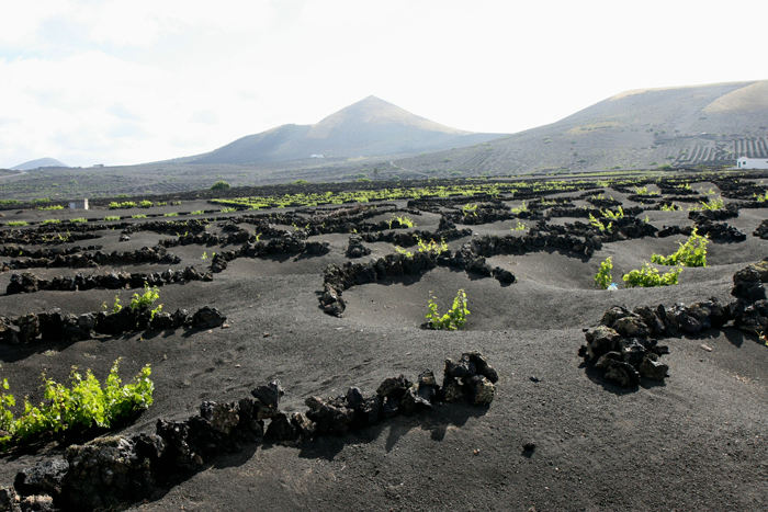 Der dyrkes en del vin på Lanzarote. Vinstokkene plantes i dybe huller i den sorte lava, og der er ofte stensætninger rundt om stokkene, for at give læ. 