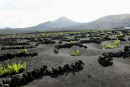Der dyrkes en del vin på Lanzarote. Vinstokkene plantes i dybe huller i den sorte lava, og der er ofte stensætninger rundt om stokkene, for at give læ. 