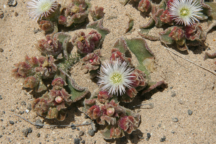 Selv om der er meget tørt på det meste af Isla Graciosa, er der et mylder af forskellige blomster, der har tilpasset sig klimaet. 