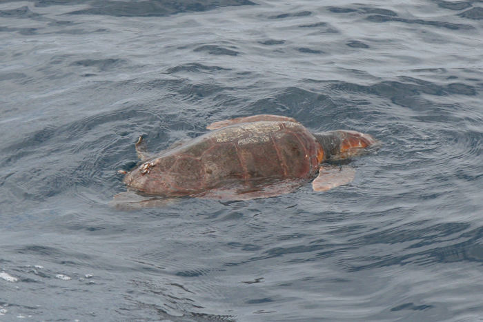 På turen fra Isla Graciosa til Agadir i Marokko havde vi rigtig flot vejr, så vi kunne se delfiner og som noget nyt så vi havskildpadder.