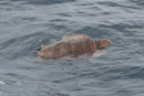 På turen fra Isla Graciosa til Agadir i Marokko havde vi rigtig flot vejr, så vi kunne se delfiner og som noget nyt så vi havskildpadder.